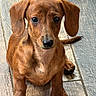 animal, brown, cute, dachshund, dog, ears, eyes, face, floor, indoor, looking_at_camera, nose, paws, pet, puppy, sitting, small_dog, tail, wooden_floor, young