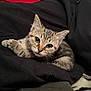 Grogu joined the competition — help win amazing prizes! kitten, cat, tabby, fur, whiskers, eyes, pet, animal, cute, young, resting, cozy, indoor, closeup, soft, texture, black_clothing, fabric, red_background, curious
