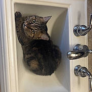 Grogu joined the competition — help win amazing prizes! cat, tabby_cat, sink, bathroom, faucet, tile_floor, pet, curious, animal, indoor, cozy, looking_up, white_sink, marble, countertop, domestic_cat, cute, resting, fur, whiskers