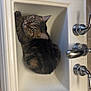 cat, tabby_cat, sink, bathroom, faucet, tile_floor, pet, curious, animal, indoor, cozy, looking_up, white_sink, marble, countertop, domestic_cat, cute, resting, fur, whiskers
