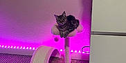 Grogu joined the competition — help win amazing prizes! cat, tabby, cat_tree, indoor, purple_light, carpet, furniture, pet, animal, cozy, relaxed, looking_at_camera, pet_toy, scratching_post, drapery, floor, lighting, domestic, cute, feline