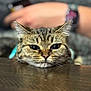 Grogu is registered to the contest to win money with this photo: cat, tabby_cat, animal, pet, close_up, face, whiskers, ears, table, wood, blurred_background, watch, hand, resting, indoor, feline, domestic_animal, fur, portrait, cute