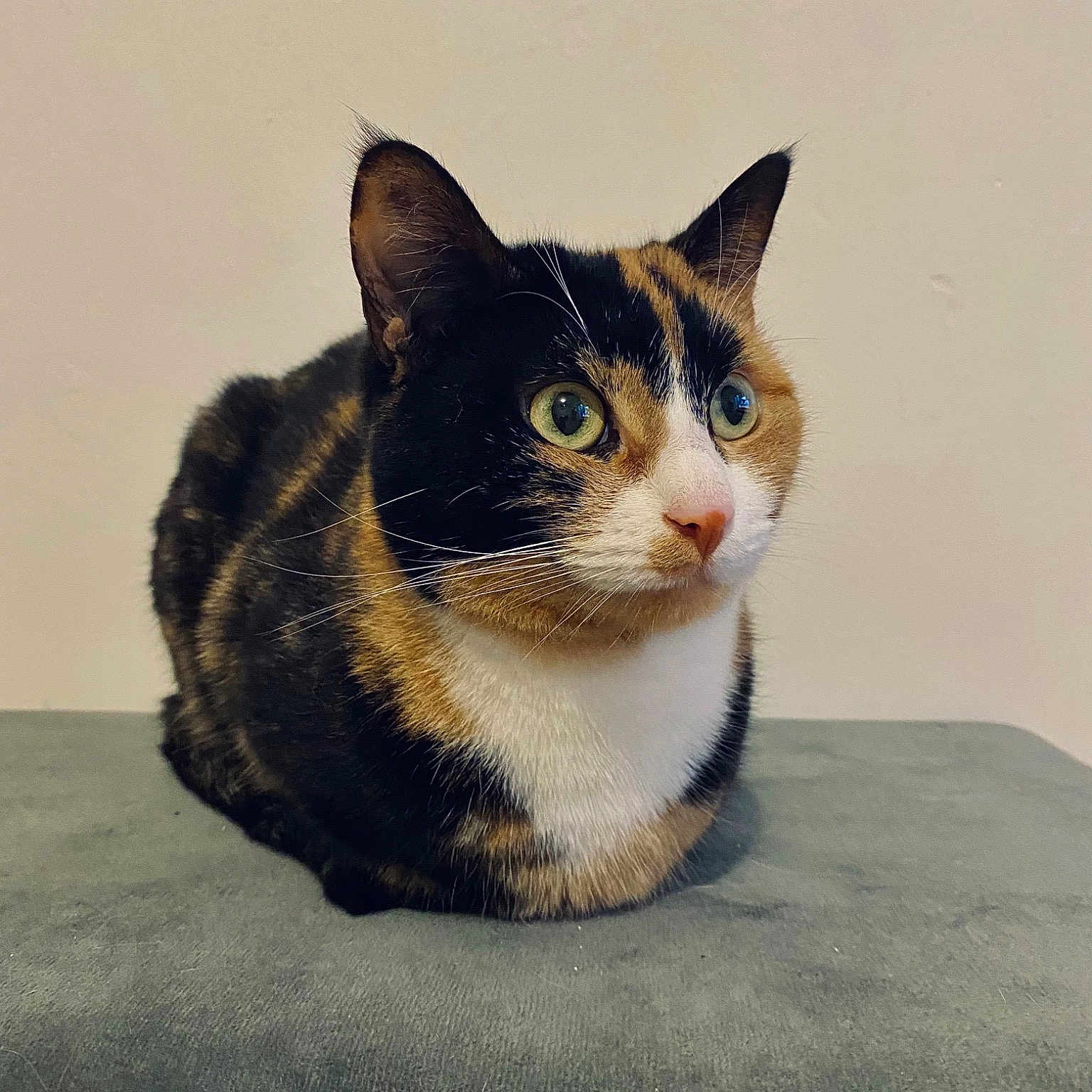 Paloma