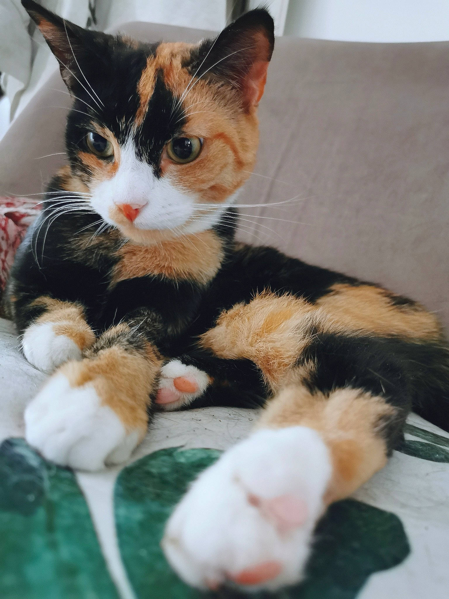 Paloma participe au concours pour gagner de l'argent avec cette photo : aegean_cat, american_wirehair, carnivore, cat, claw, domestic_short_haired_cat, european_shorthair, fawn, felidae, fur, german_rex, japanese_bobtail, kitten, mammal, paw, polydactyl_cat, small_to_medium_sized_cats, tail, vertebrate, whiskers