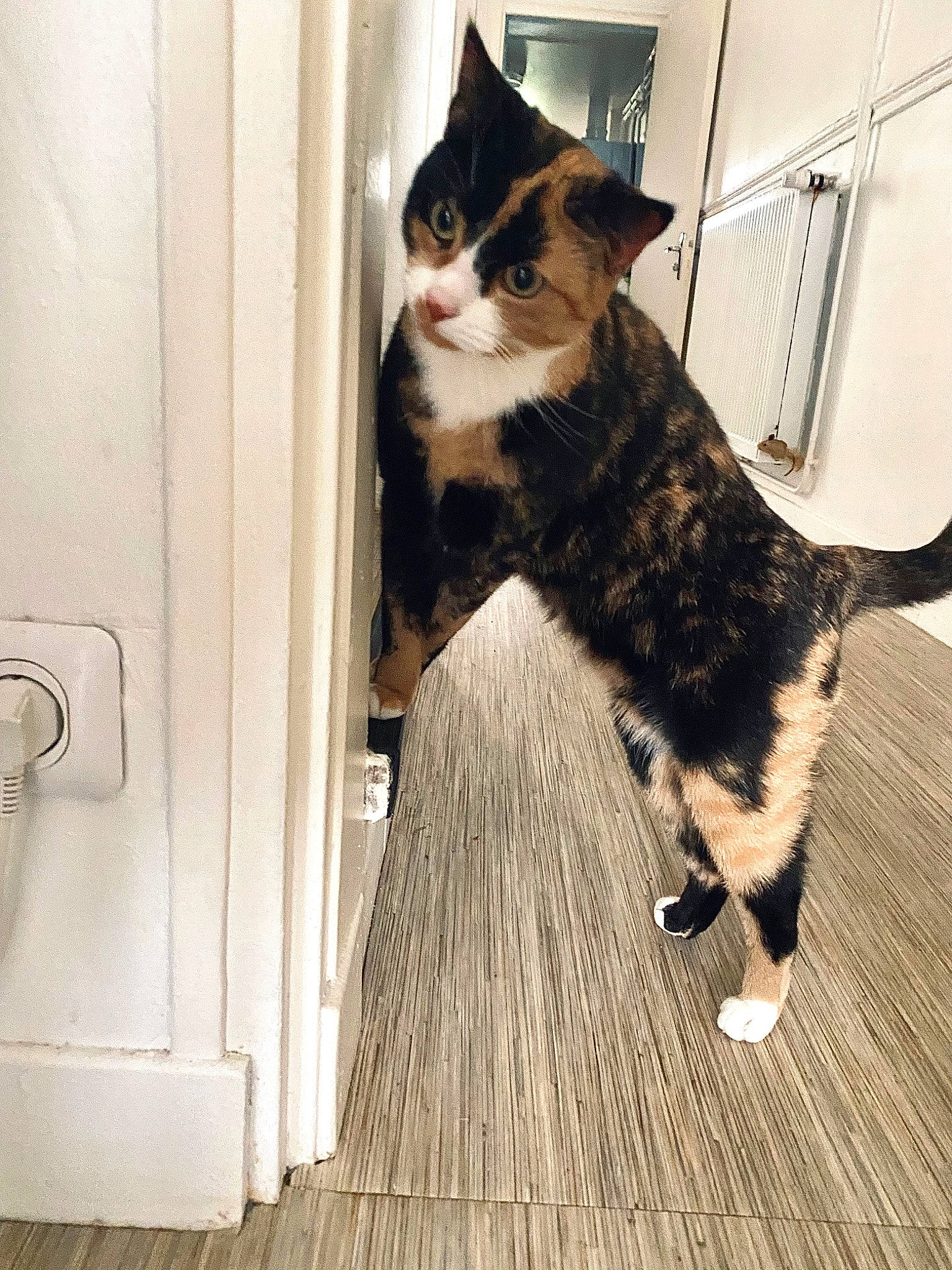 Paloma a rejoint le concours — aidez-le/la à gagner de superbes lots ! cardboard, carnivore, cat, domestic_short_haired_cat, door, felidae, floor, flooring, formal_wear, fur, hardwood, laminate_flooring, sitting, small_to_medium_sized_cats, stairs, tail, whiskers, wood, wood_flooring, wood_stain