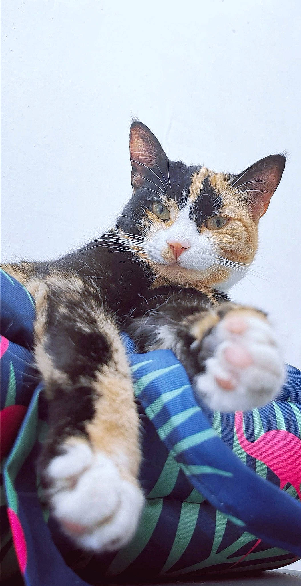 Paloma participe au concours pour gagner de l'argent avec cette photo : aegean_cat, american_wirehair, carnivore, cat, domestic_short_haired_cat, european_shorthair, felidae, german_rex, kitten, mammal, polydactyl_cat, small_to_medium_sized_cats, whiskers