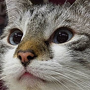 Oslo a rejoint le concours — aidez-le/la à gagner de superbes lots ! adorable, blue_eyes, cat, close_up, curious, domestic_cat, face, fur, indoor, kitten, macro, muzzle, nose, pet, pink_nose, portrait, soft_texture, stare, tabby, whiskers
