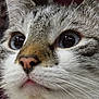 adorable, blue_eyes, cat, close_up, curious, domestic_cat, face, fur, indoor, kitten, macro, muzzle, nose, pet, pink_nose, portrait, soft_texture, stare, tabby, whiskers