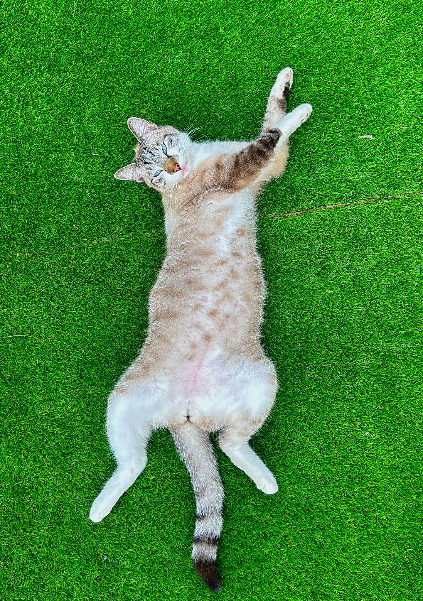 Oslo a rejoint le concours — aidez-le/la à gagner de superbes lots ! alpaca, canidae, carnivore, cat, companion_dog, dog_breed, fawn, felidae, flooring, fur, grass, grassland, llama, pasture, paw, small_to_medium_sized_cats, sporting_group, tail, terrestrial_animal, whiskers