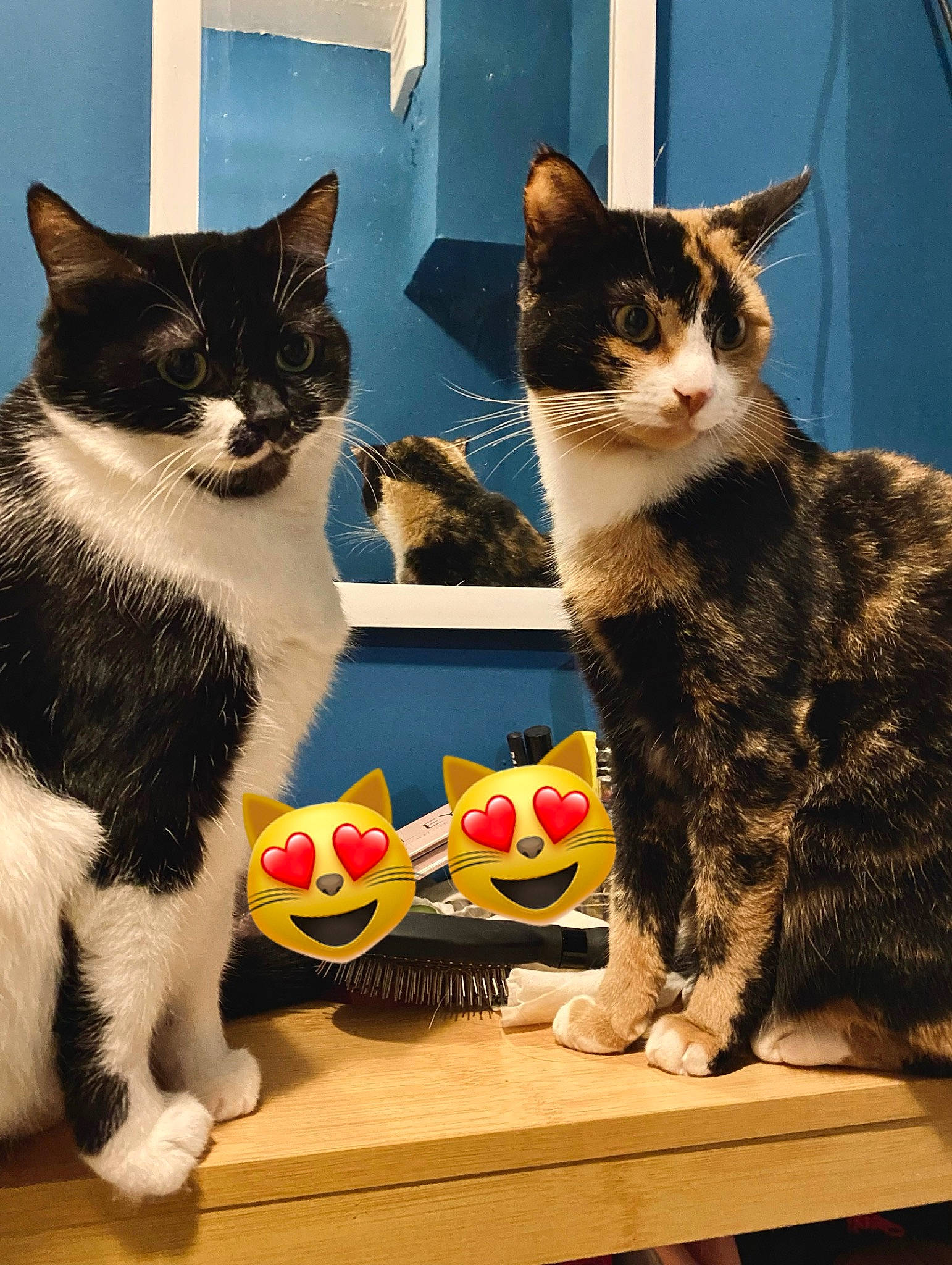 Nala a rejoint le concours — aidez-le/la à gagner de superbes lots ! box, carnivore, cat, cat_supply, comfort, domestic_short_haired_cat, felidae, fur, mammal, paw, photo_caption, sitting, small_to_medium_sized_cats, snout, table, tail, tree, vertebrate, whiskers, wood