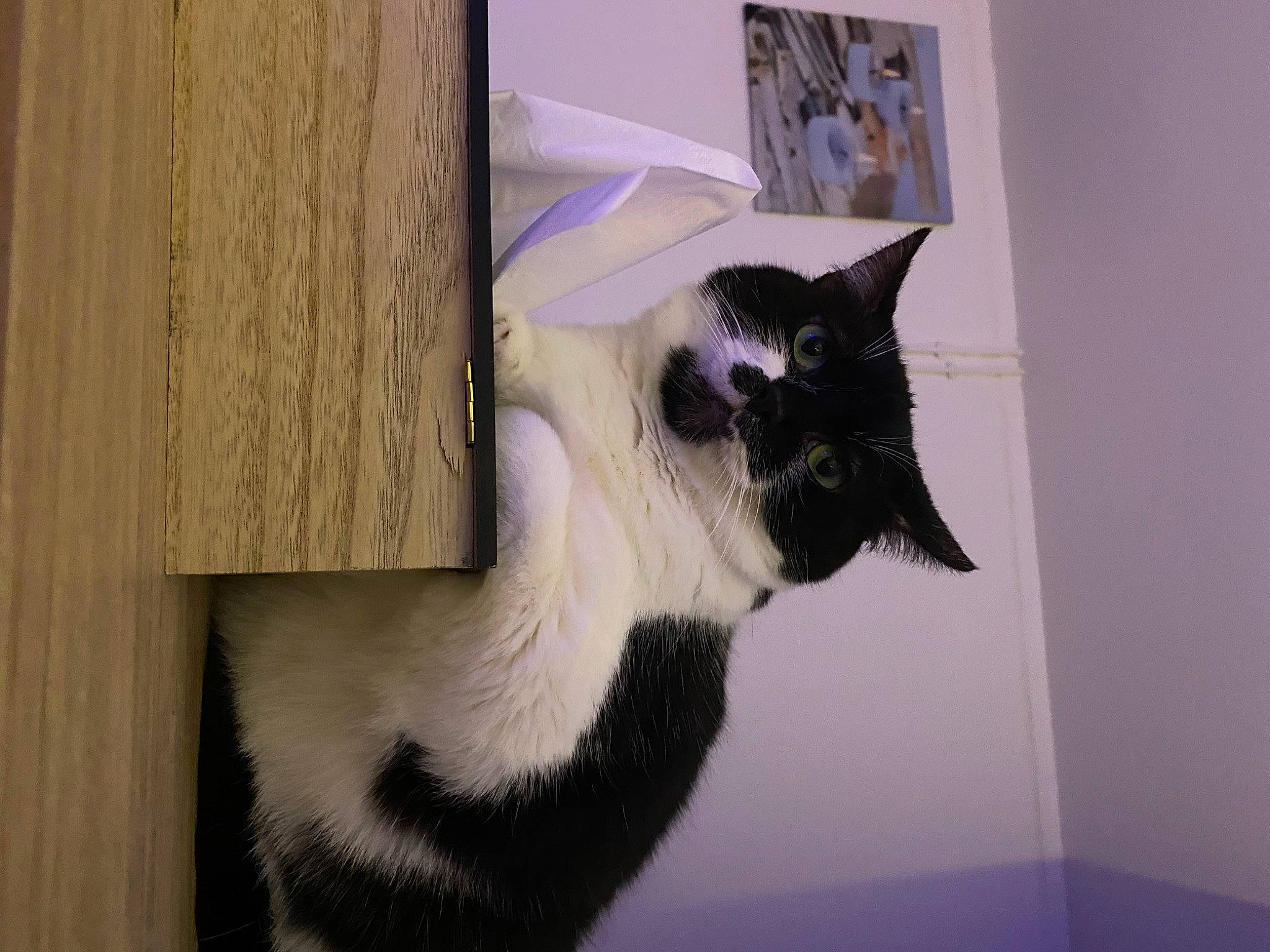 Nala participe au concours pour gagner de l'argent avec cette photo : carnivore, cat, cat_furniture, domestic_short_haired_cat, door, felidae, formal_wear, fur, grey, hardwood, pet_supply, plant, room, small_to_medium_sized_cats, snout, tail, tree, whiskers, window, wood