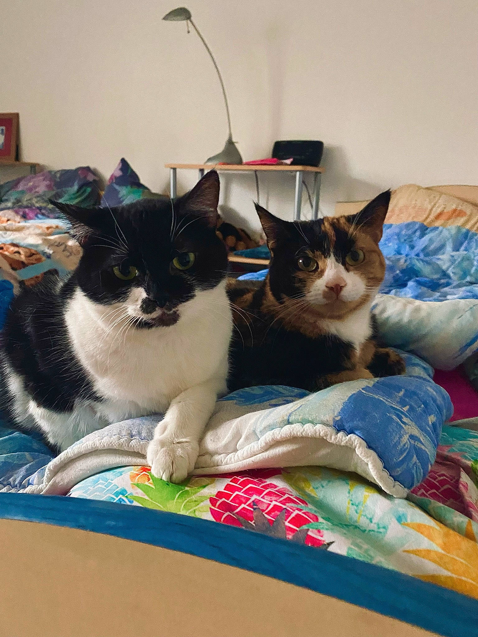 Nala participe au concours pour gagner de l'argent avec cette photo : basket, bedding, box, carnivore, cat, cat_supply, comfort, domestic_short_haired_cat, felidae, fur, linens, mammal, pet_supply, room, small_to_medium_sized_cats, tail, vertebrate, whiskers