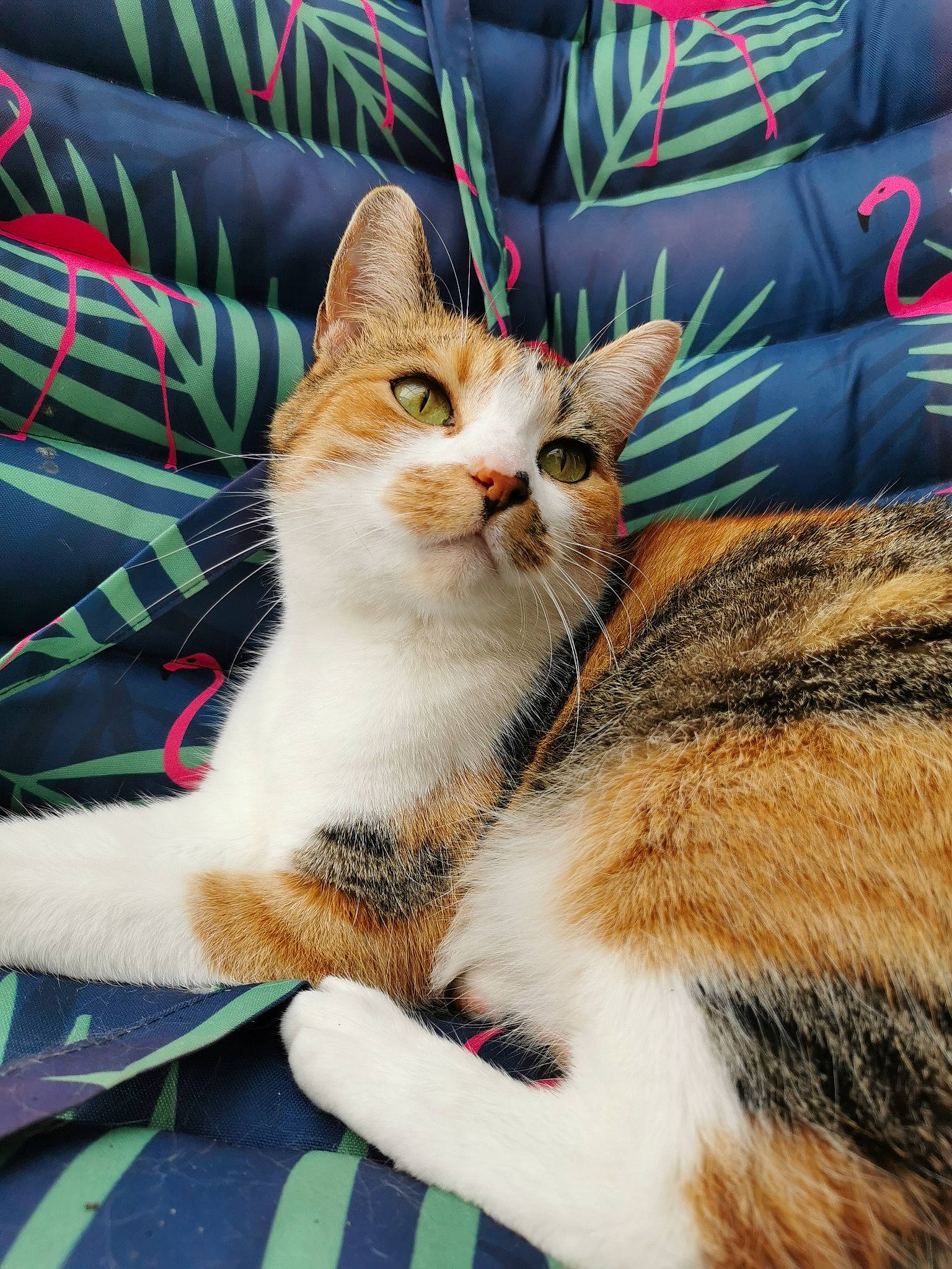 Oréa a rejoint le concours — aidez-le/la à gagner de superbes lots ! aegean_cat, american_wirehair, asian, carnivore, cat, domestic_short_haired_cat, european_shorthair, felidae, fur, kitten, small_to_medium_sized_cats, tabby_cat, whiskers