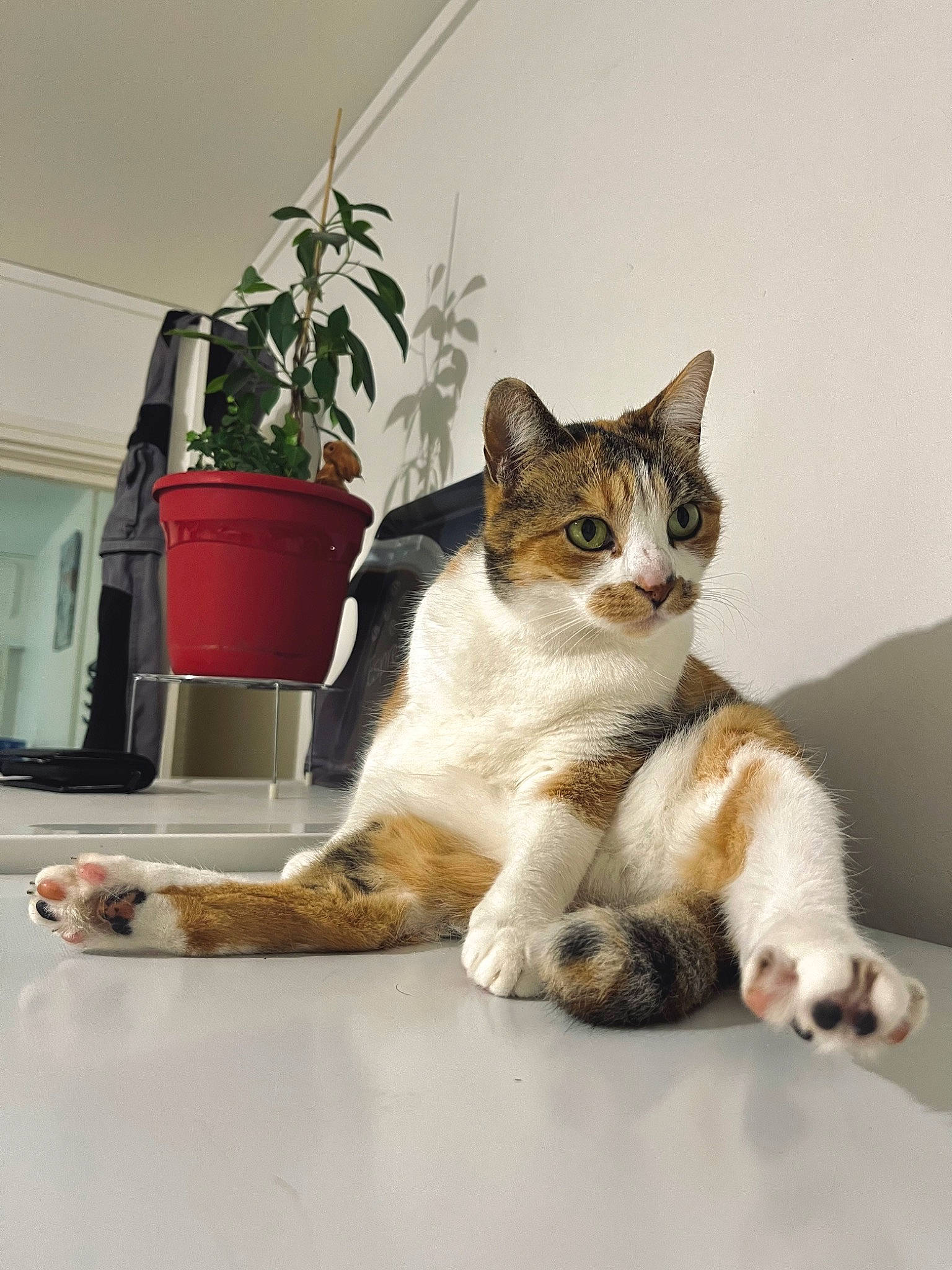 Oréa a rejoint le concours — aidez-le/la à gagner de superbes lots ! carnivore, cat, comfort, domestic_short_haired_cat, felidae, flooring, flowerpot, fur, houseplant, paw, plant, sitting, small_to_medium_sized_cats, snout, tail, terrestrial_animal, whiskers, window