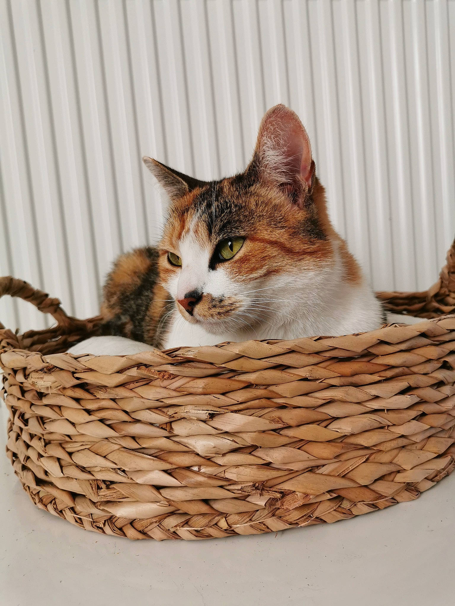 Oréa a rejoint le concours — aidez-le/la à gagner de superbes lots ! aegean_cat, american_wirehair, basket, carnivore, cat, cat_bed, domestic_short_haired_cat, european_shorthair, felidae, home_accessories, kitten, small_to_medium_sized_cats, tabby_cat, whiskers, wicker