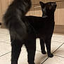 cat, black_cat, tail, floor, tile_floor, kitchen, cabinet, wood_cabinet, pet, animal, indoor, curious, standing, feline, fur, whiskers, domestic, home, looking_up, blurred_tail