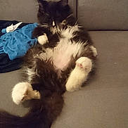 Blacky a rejoint le concours — aidez-le/la à gagner de superbes lots ! cat, fluffy, black_and_white, lying_down, couch, indoor, relaxed, furry, pet, paw, belly, tail, resting, home, fur, cute, animal, sleepy, cozy, soft