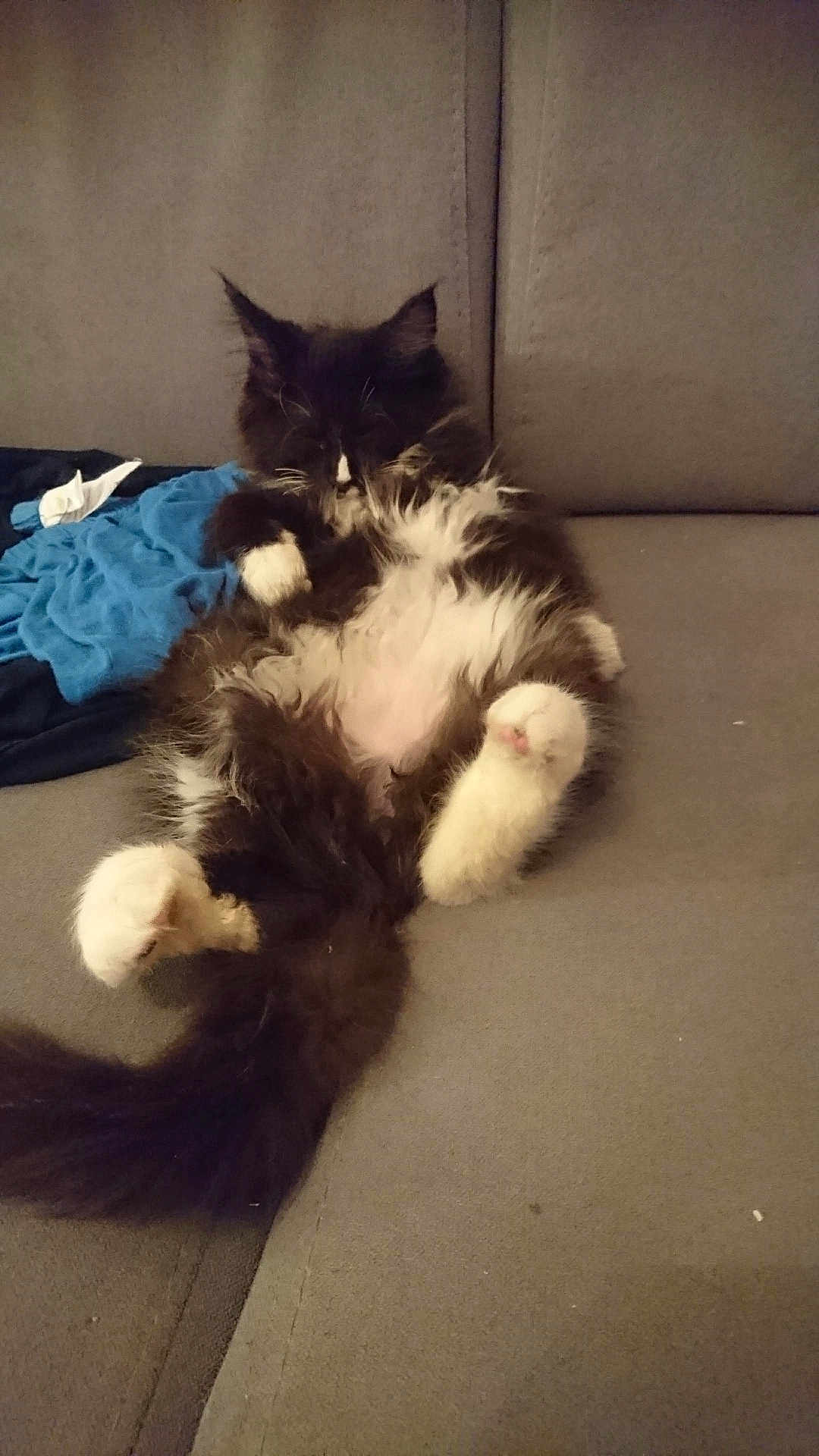 Blacky a rejoint le concours — aidez-le/la à gagner de superbes lots ! cat, fluffy, black_and_white, lying_down, couch, indoor, relaxed, furry, pet, paw, belly, tail, resting, home, fur, cute, animal, sleepy, cozy, soft