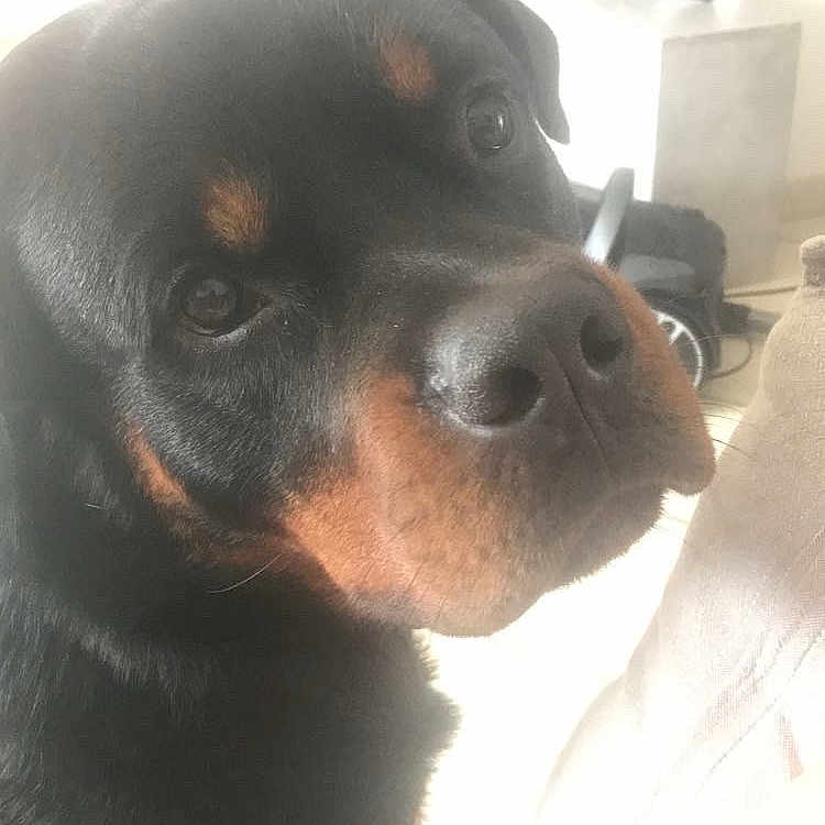 Rio a rejoint le concours — aidez-le/la à gagner de superbes lots ! animal, black, brown, canine, close_up, companion, couch, cute, dog, domestic, eyes, face, floor, fur, home, indoor, looking_back, nose, pet, rottweiler