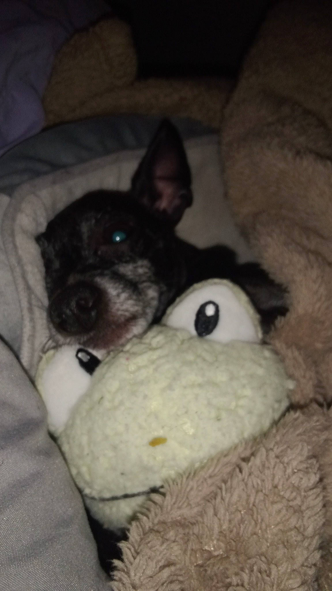 Dennis joined the competition — help win amazing prizes! canidae, carnivore, comfort, companion_dog, dog, dog_breed, ear, eye, fawn, fur, grey, head, human_body, snout, terrestrial_animal, toy, toy_dog, vertebrate, whiskers, working_animal