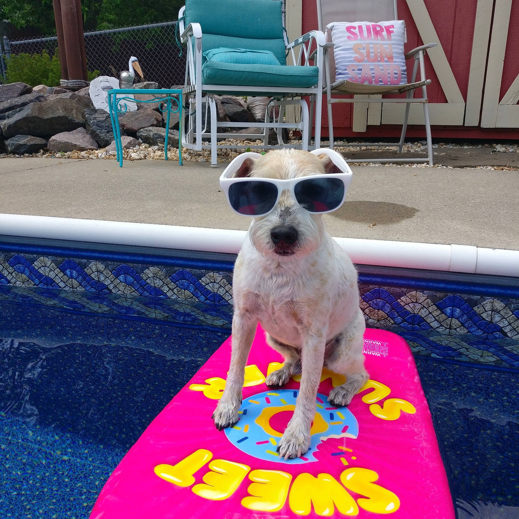 Bailey joined the competition — help win amazing prizes! blue, carnivore, chair, companion_dog, dog, dog_breed, dog_supply, eyewear, fawn, fun, goggles, leisure, outdoor_furniture, pink, recreation, summer, sunglasses, toy, toy_dog, vision_care