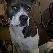 Kissy joined the competition — help win amazing prizes! dog, indoor, pet, black_and_white, seated, looking_away, ears_up, medium_sized, household, curtains, fan, framed_picture, furniture, animal, canine, domestic, companion, fur, mammal, portrait
