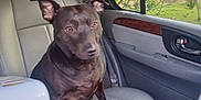 Kittykat joined the competition — help win amazing prizes! dog, car_interior, leather_seat, backseat, window, greenery, nature, pet, animal, curious, brown_dog, canine, seatbelt, daylight, travel, vehicle, domestic_animal, sitting, side_view, indoor