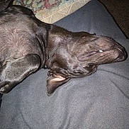 Kittykat is registered to the contest to win money with this photo: dog, black_dog, lying_down, indoor, blanket, pet, sleeping, relaxed, fur, animal, canine, mouth_open, paw, ear, nose, close_up, resting, comfort, domestic_animal, flash_photography