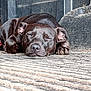 dog, sleeping, black_dog, paw, sunlight, resting, closeup, animal, pet, outdoor, texture, floor, relaxation, canine, quiet, peaceful, nap, fur, ears, snout