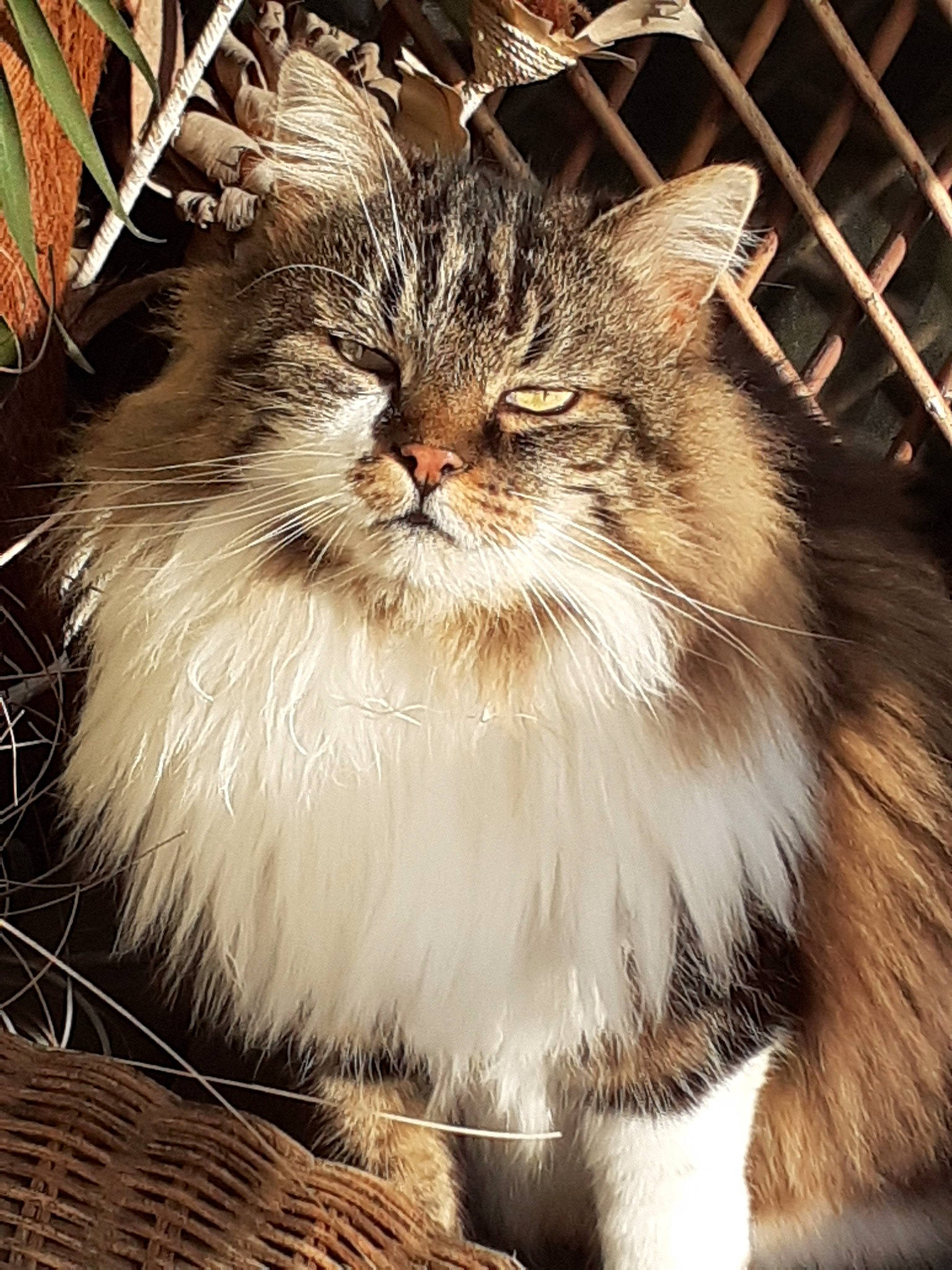 Haharmony a rejoint le concours — aidez-le/la à gagner de superbes lots ! carnivore, cat, fawn, felidae, fur, grass, small_to_medium_sized_cats, snout, terrestrial_animal, whiskers, window