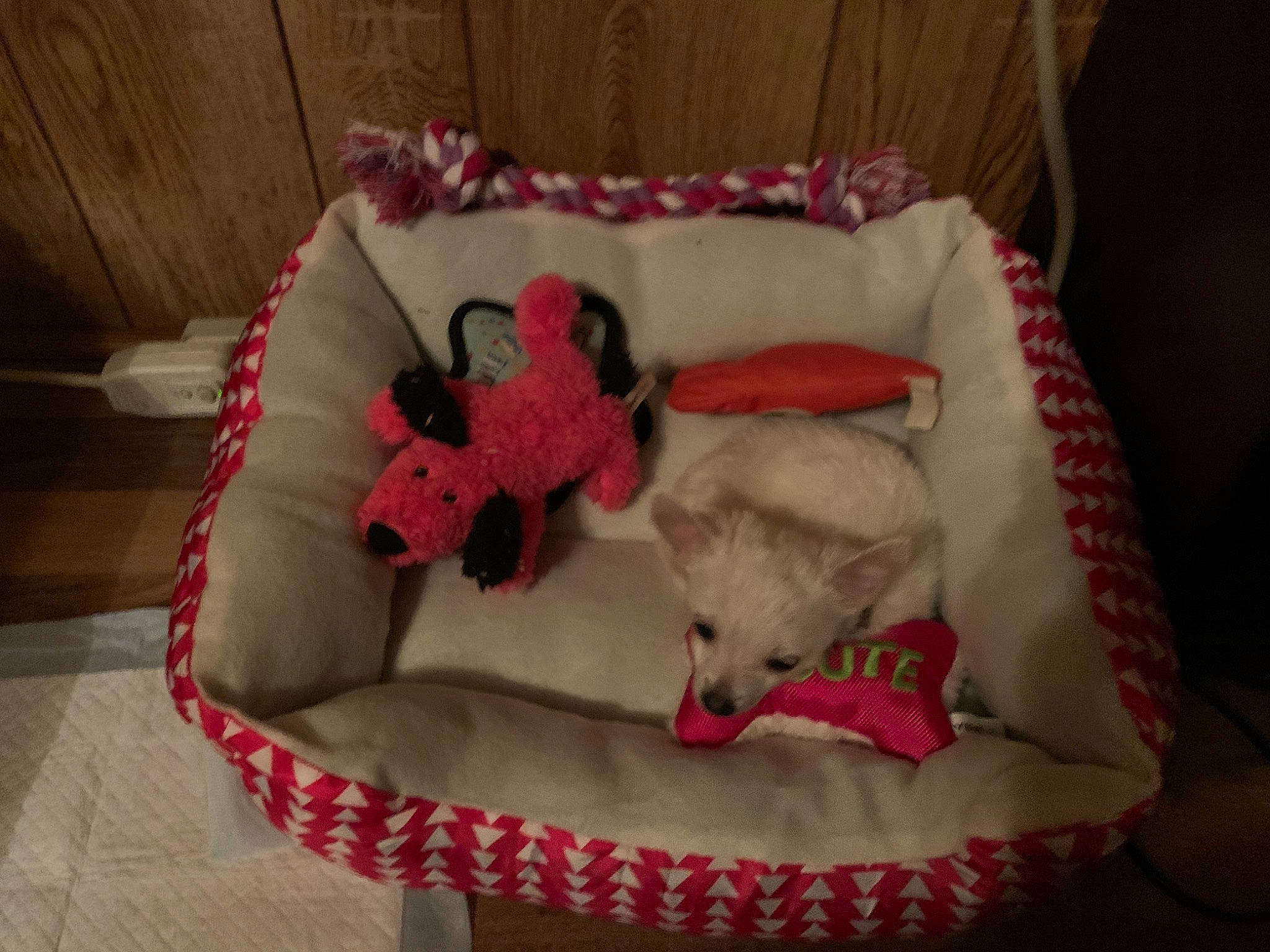 Ellie joined the competition — help win amazing prizes! bed, bichon, canidae, carnivore, companion_dog, dog, dog_bed, dog_breed, furniture, nap, non_sporting_group, puppy, toy_dog