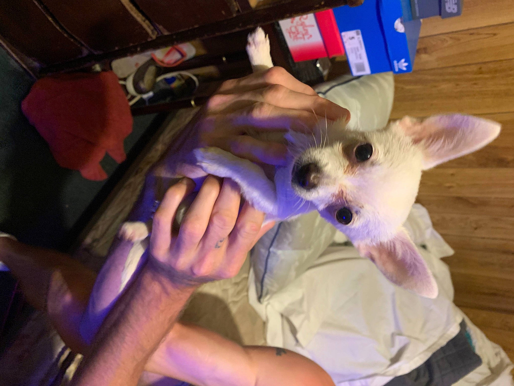 Ellie joined the competition — help win amazing prizes! canidae, carnivore, chihuahua, companion_dog, dog, dog_breed, ear, fawn, fox_terrier, hand, mammal, nail, non_sporting_group, puppy, toy_dog, west_highland_white_terrier