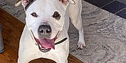 Dior Ann is registered to the contest to win money with this photo: accessories, animal, boxer, bulldog, canine, dog, flagstone, hardwood, hound, indoors, interiordesign, path, pet, pitbull, puppy, slate, strap, walkway, whitedog, wood
