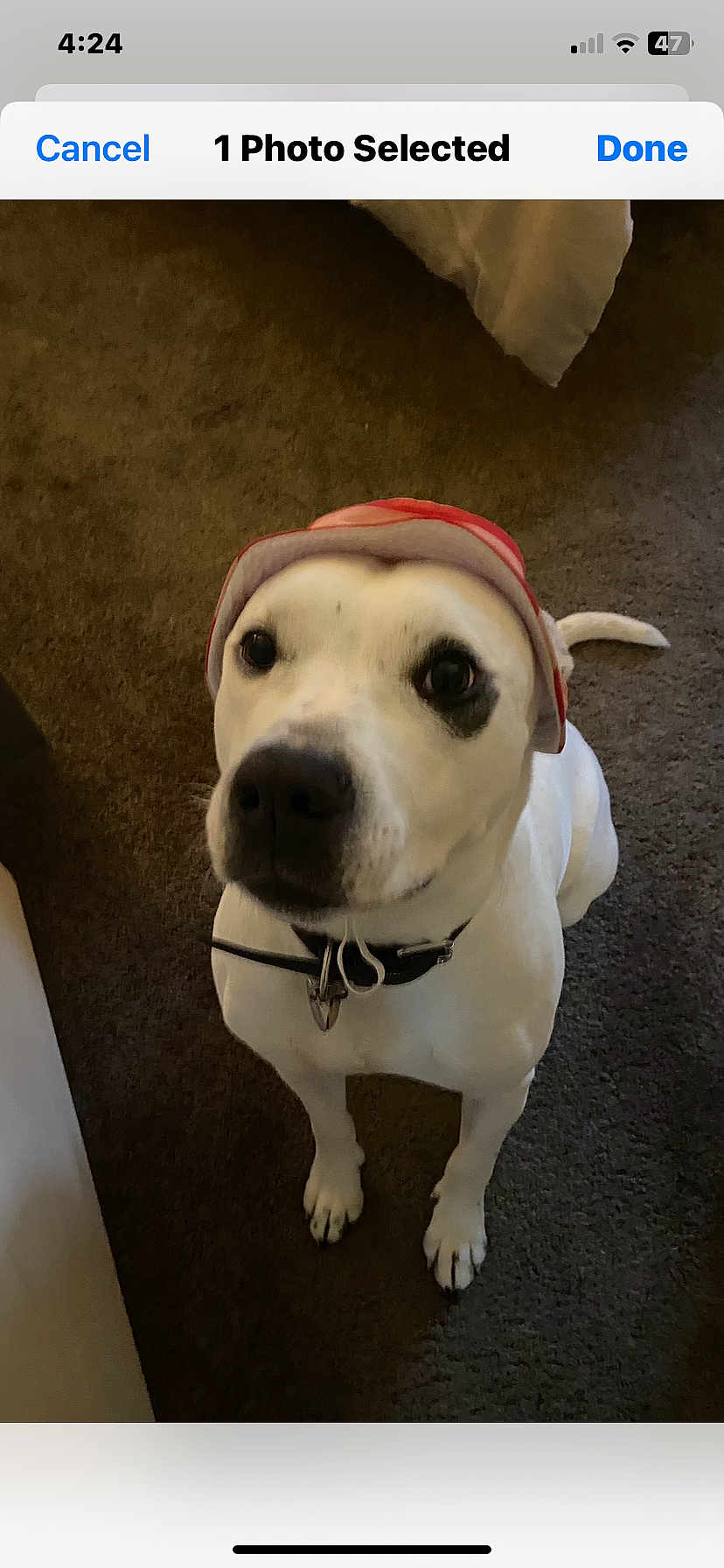 Dior Ann is registered to the contest to win money with this photo: dog, white_dog, pet, hat, indoor, carpet, collar, animal, cute, sitting, looking_up, canine, domestic_animal, fur, ears, nose, tail, floor, companion, friendly
