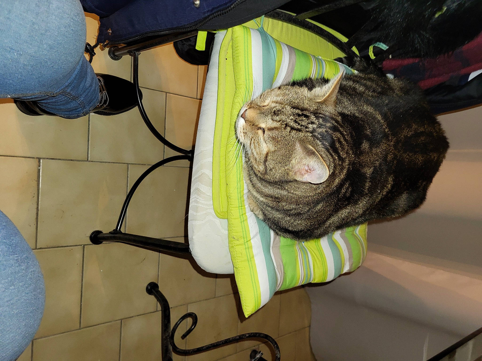 Glouglou a rejoint le concours — aidez-le/la à gagner de superbes lots ! bag, cable, domestic_short_haired_cat, electrical_supply, electrical_wiring, event, felidae, flowerpot, fur, grass, personal_protective_equipment, shoe, small_to_medium_sized_cats, snout, thread, whiskers, wire, wood, wool, wrinkle