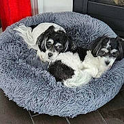 Mickey And Minnie joined the competition — help win amazing prizes! animal, black_and_white, comfort, companion, cozy, curious, cute, dog, domestic, floor, fluffy, friendship, fur, home, indoor, pet_bed, relaxed, resting, snuggle, two_dogs