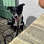 animal, arm, black_and_white, canine, collar, dog, fur, green_door, happy, leash, outdoor, panting, pet, shadow, sidewalk, sitting, stone_patio, sunlight, table, white_wall