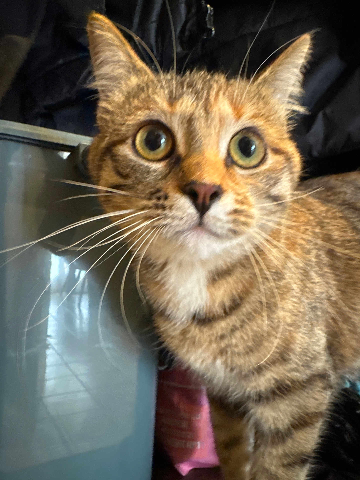 Mia a rejoint le concours — aidez-le/la à gagner de superbes lots ! cat, tabby, whiskers, indoor, curious, closeup, animal, pet, feline, fur, ears, eyes, face, muzzle, tabby_stripes, domestic_cat, alert, portrait, young_cat, looking