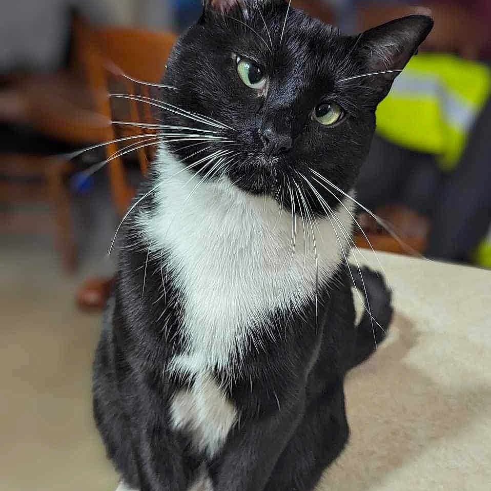 Jeffrey joined the competition — help win amazing prizes! abyssinian, animal, blackcat, cat, egyptiancat, kitten, manx, pet