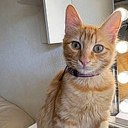 Roucky a rejoint le concours — aidez-le/la à gagner de superbes lots ! cat, orange_tabby, kitten, pet, animal, feline, sitting, portrait, close_up, green_eyes, whiskers, collar, striped_fur, orange_fur, vanity, mirror, light_bulbs, cosmetics, tiara, indoors
