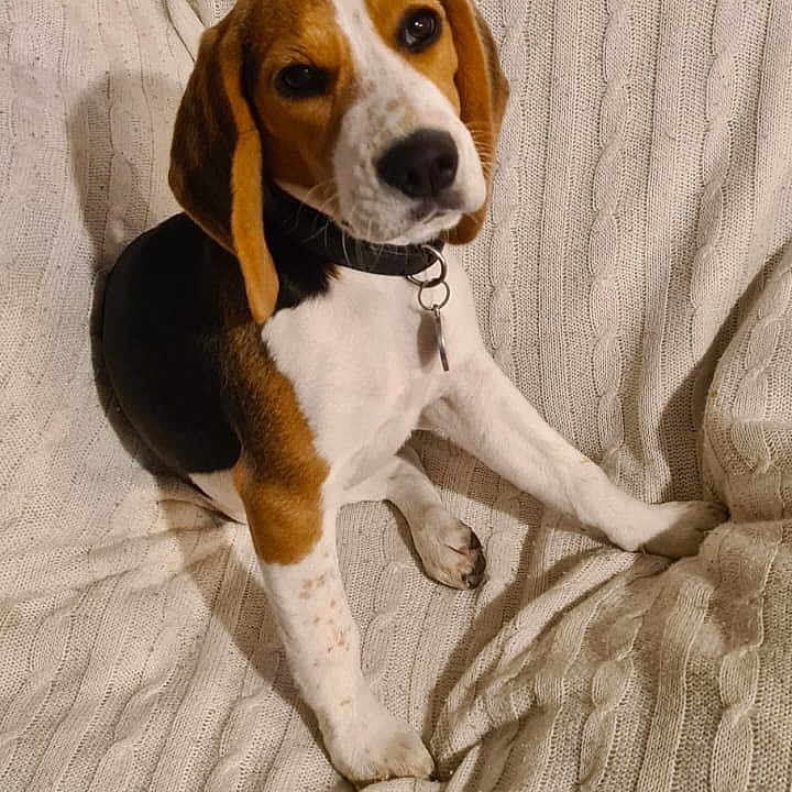 Aïka participe au concours pour gagner de l'argent avec cette photo : animal, beagle, black, blanket, brown, chair, collar, cozy, cute, dog, ears, fur, indoor, knitted, looking_up, pet, puppy, sitting, white, young