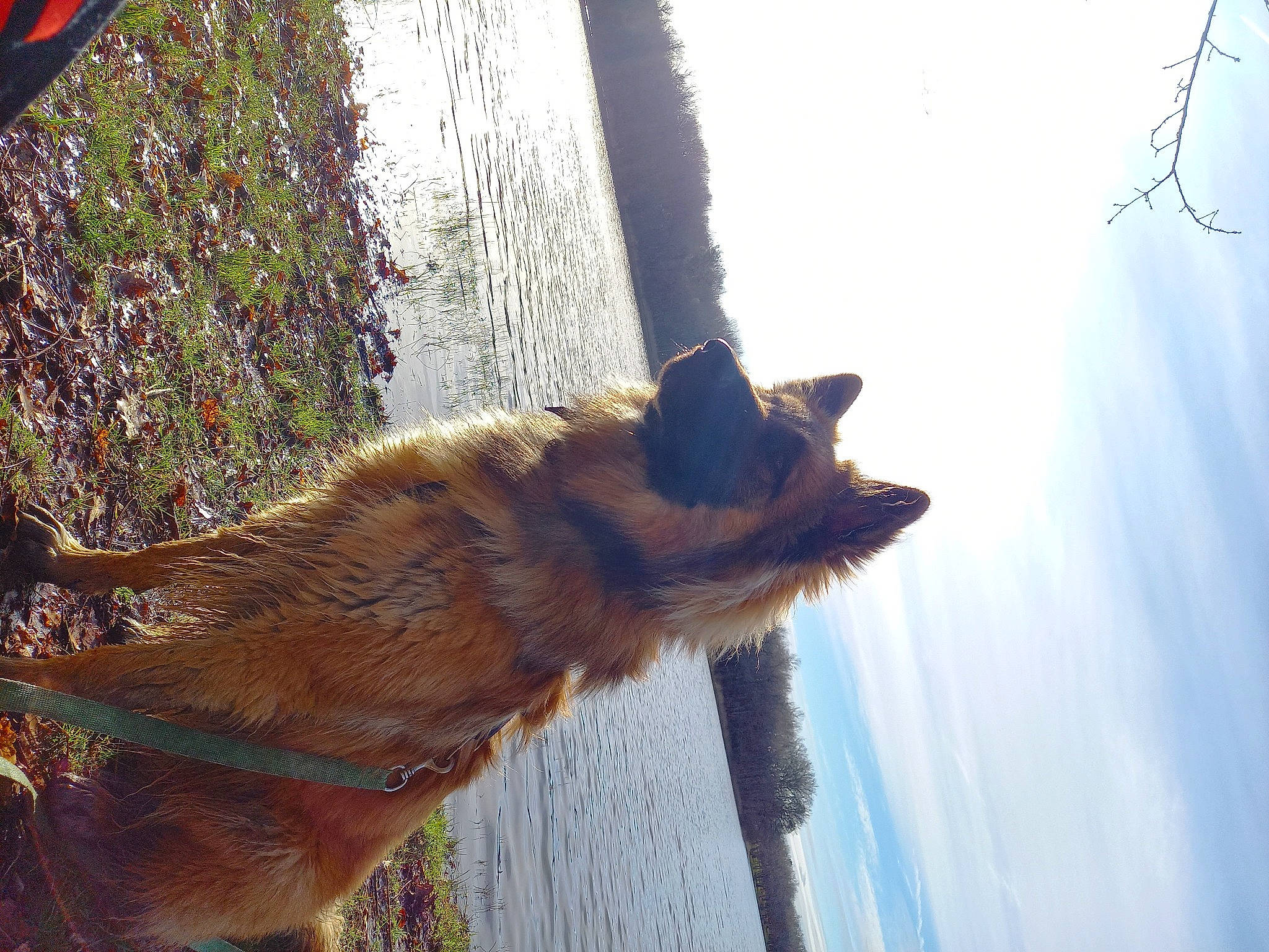 Urios a rejoint le concours — aidez-le/la à gagner de superbes lots ! carnivore, collar, dog, dog_breed, dog_collar, fur, lake, old_german_shepherd_dog, plant, reflection, shadow, sky, sunlight, tail, twig, vertebrate, water, window, winter, wood