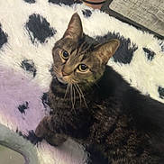 Snuggles joined the competition — help win amazing prizes! tabby_cat, cat, pet, indoor, fluffy_rug, white_rug, black_spots, curious, looking_up, floor, wood_floor, furniture, cozy, whiskers, ears, paw, domestic_animal, fur, animal, mammal