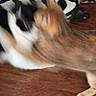 cat, orange_cat, white_cat, pet, animal, feline, paws, fur, wooden_floor, indoor, home, furniture, zebra_pattern, lounging, lying_down, blurry, motion_blur, closeup, relaxed, domestic_animal
