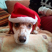 Praline participe au concours pour gagner de l'argent avec cette photo : carnivoran, companion_dog, dog, dog_breed, dog_breed_group, dog_like_mammal, ear, puppy, snout, whiskers