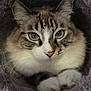 cat, blue_eyes, furry, cute, pet, animal, whiskers, closeup, paws, cozy, tunnel, indoor, feline, soft_texture, relaxed, curious, fluffy, portrait, mammal, domestic
