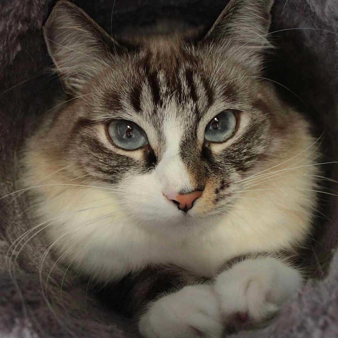Zorah participe au concours pour gagner de l'argent avec cette photo : animal, blue_eyes, cat, closeup, cozy, curious, cute, domestic, feline, fluffy, furry, indoor, mammal, paws, pet, portrait, relaxed, soft_texture, tunnel, whiskers