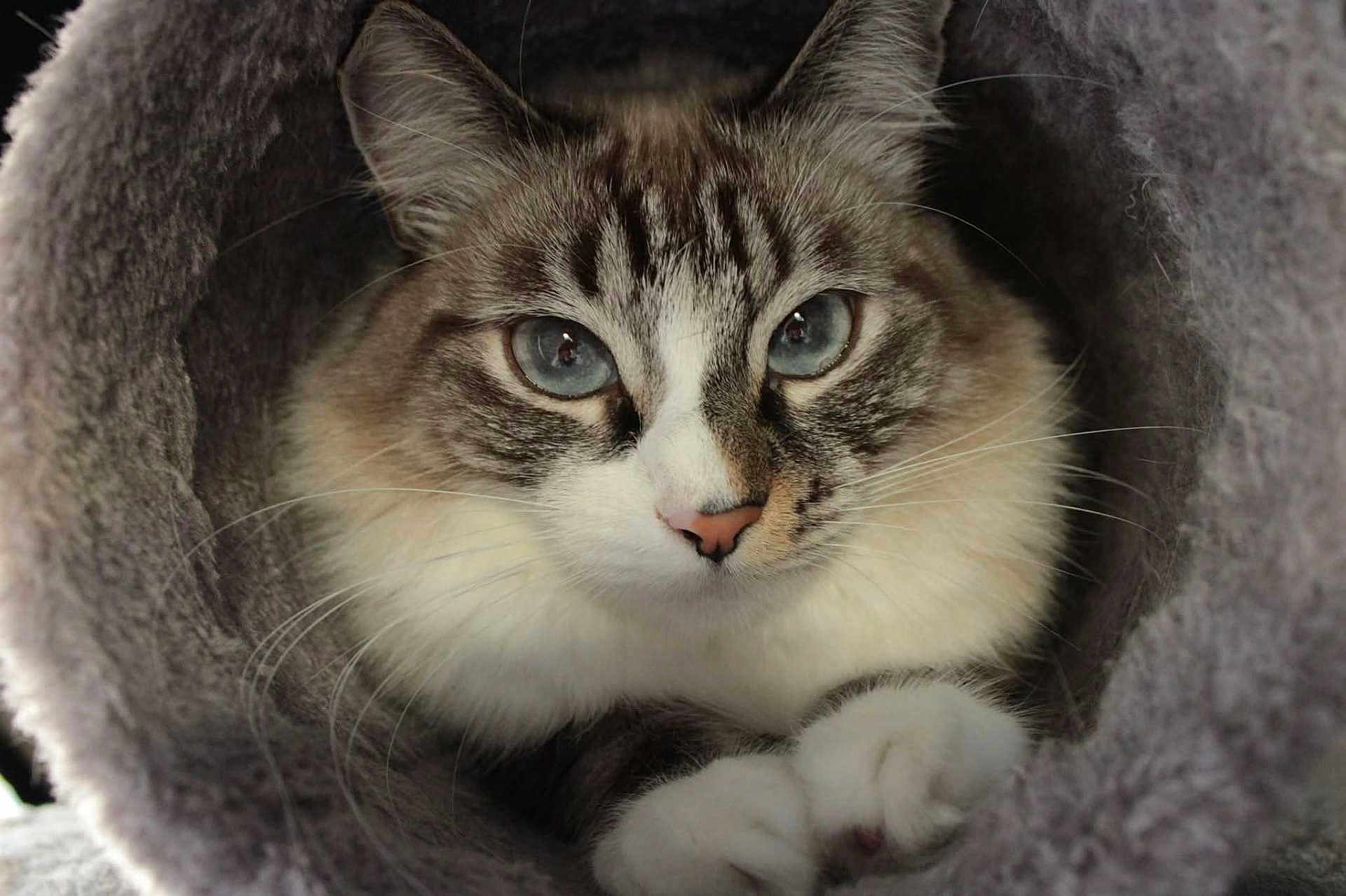 Zorah participe au concours pour gagner de l'argent avec cette photo : cat, blue_eyes, furry, cute, pet, animal, whiskers, closeup, paws, cozy, tunnel, indoor, feline, soft_texture, relaxed, curious, fluffy, portrait, mammal, domestic