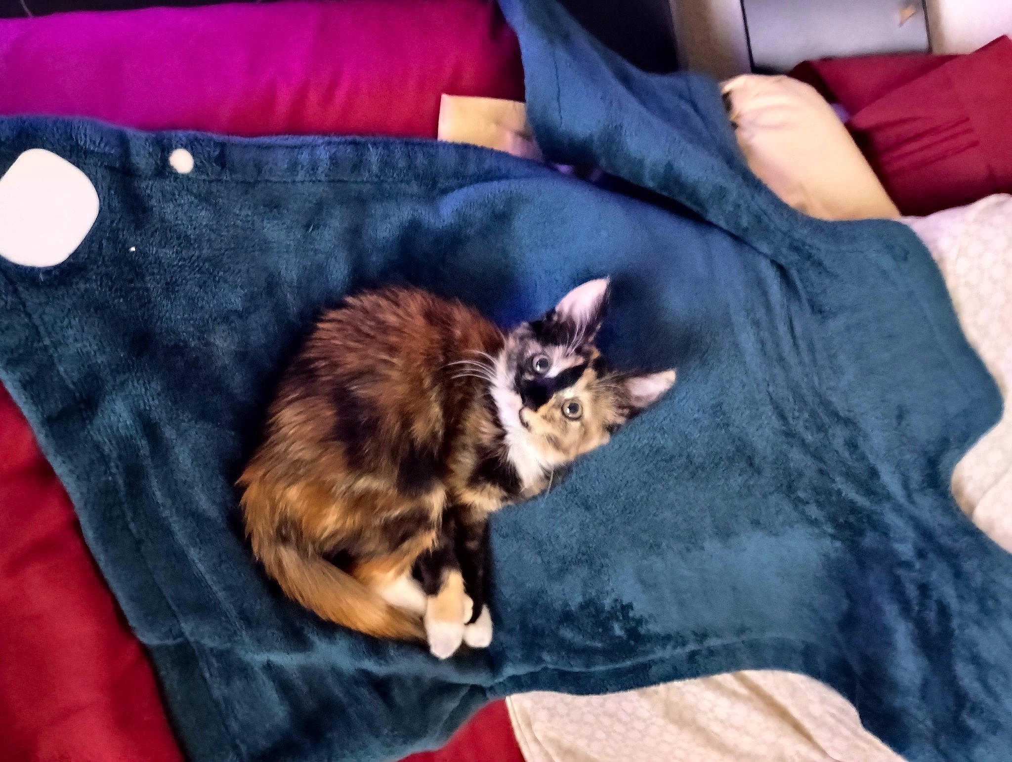 Brandi is registered to the contest to win money with this photo: bed, brown, carnivore, cat, cat_supply, comfort, couch, domestic_short_haired_cat, felidae, fur, linens, mammal, room, small_to_medium_sized_cats, sporting_group, tail, textile, tree, vertebrate, whiskers