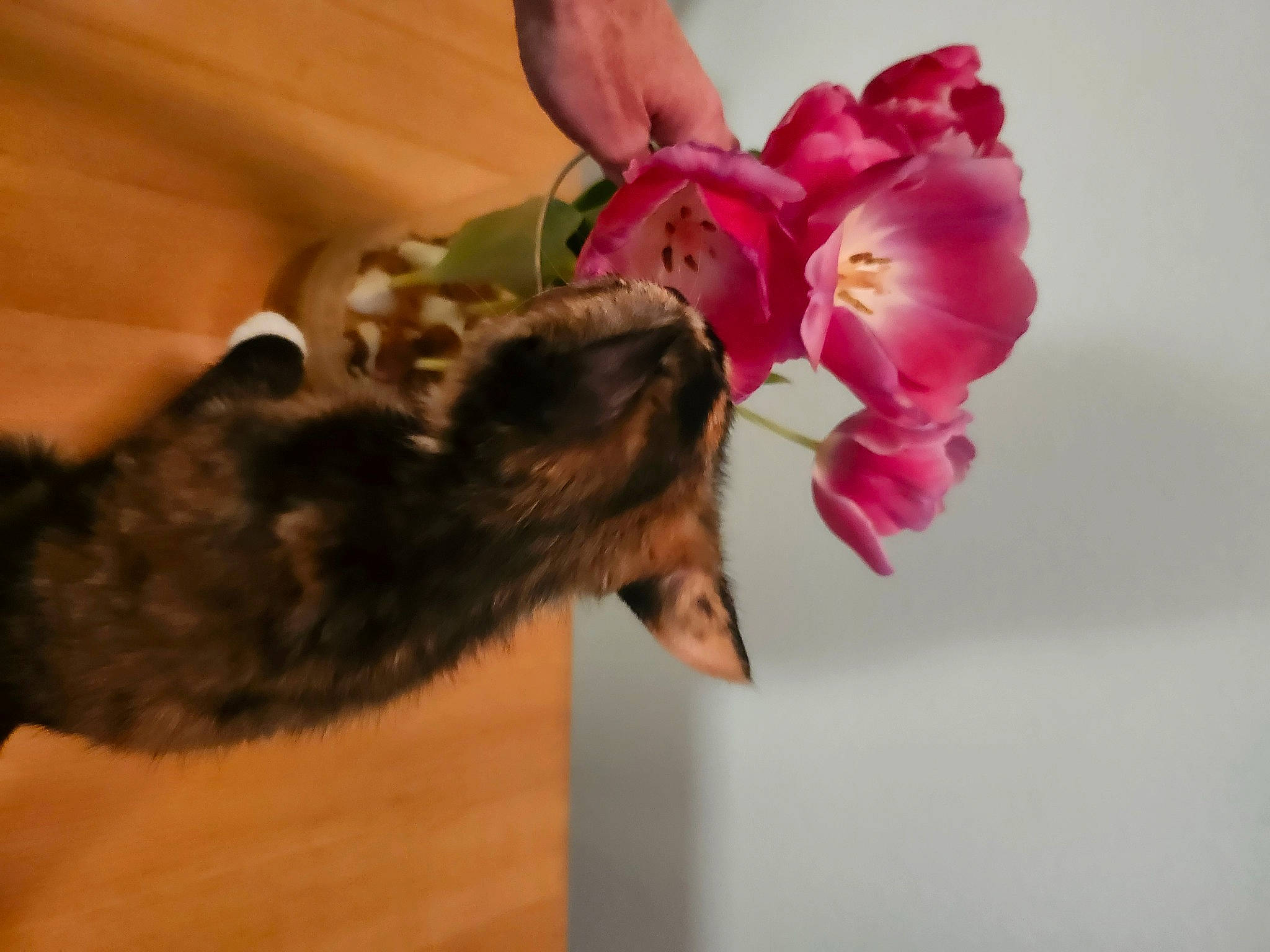 Brandi joined the competition — help win amazing prizes! annual_plant, bat, carnivore, cat, cut_flowers, dog_breed, domestic_short_haired_cat, felidae, flower, flower_arranging, flowering_plant, magenta, nail, paw, pedicel, petal, plant, small_to_medium_sized_cats, tail, whiskers